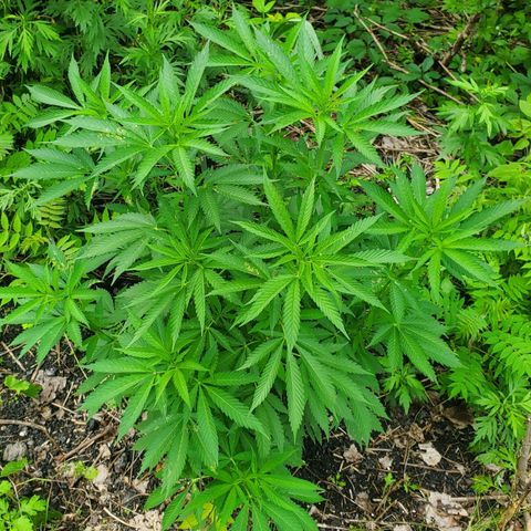 Pineapple Upside Down Cake 🍍 out growlog timeline photo