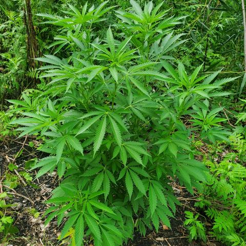Pineapple Upside Down Cake 🍍 out growlog timeline photo