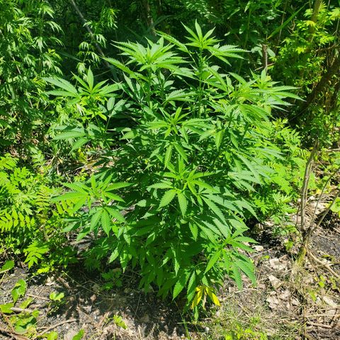 Pineapple Upside Down Cake 🍍 out growlog timeline photo