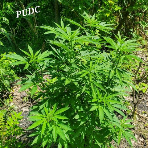 Pineapple Upside Down Cake 🍍 out growlog timeline photo