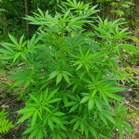 Pineapple Upside Down Cake 🍍 out growlog timeline photo
