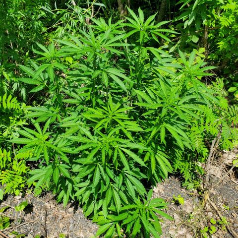 Pineapple Upside Down Cake 🍍 out growlog timeline photo