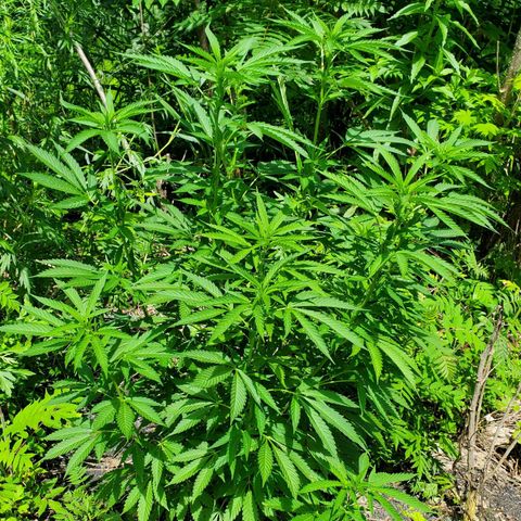 Pineapple Upside Down Cake 🍍 out growlog timeline photo