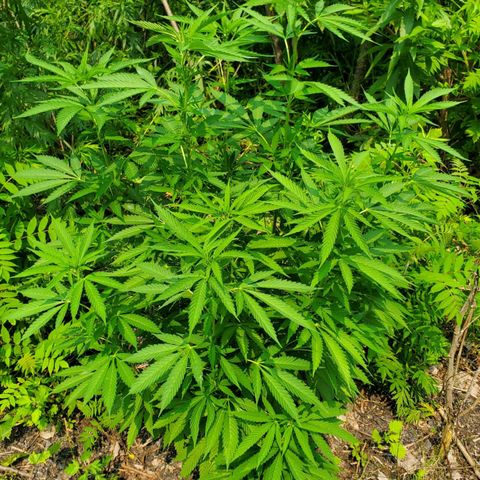 Pineapple Upside Down Cake 🍍 out growlog timeline photo