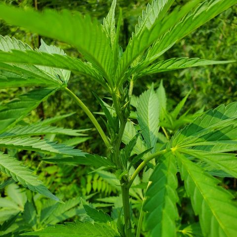 Pineapple Upside Down Cake 🍍 out growlog timeline photo