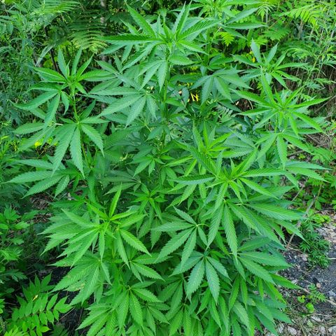 Pineapple Upside Down Cake 🍍 out growlog timeline photo