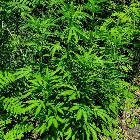 Pineapple Upside Down Cake 🍍 out growlog timeline photo