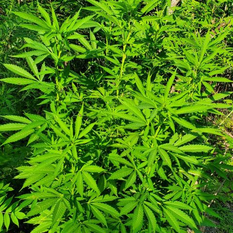 Pineapple Upside Down Cake 🍍 out growlog timeline photo