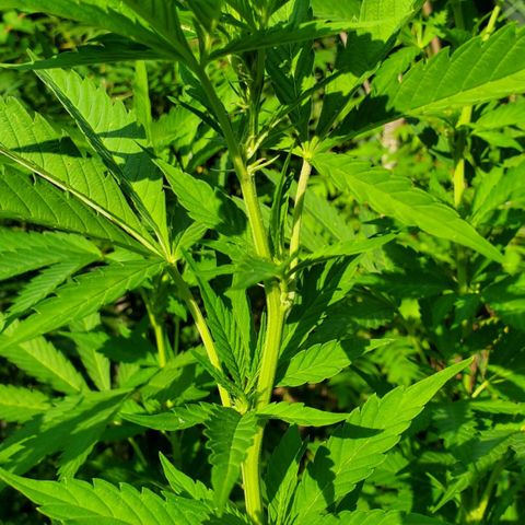 Pineapple Upside Down Cake 🍍 out growlog timeline photo