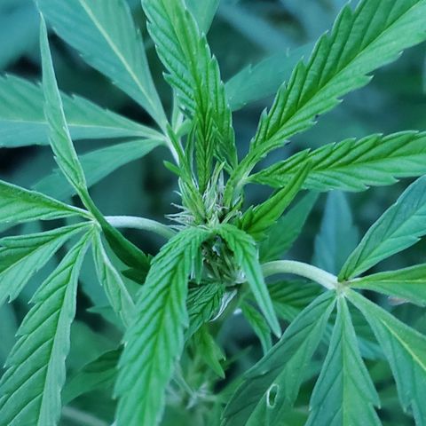 Pineapple Upside Down Cake 🍍 out growlog timeline photo