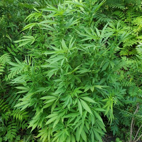 Pineapple Upside Down Cake 🍍 out growlog timeline photo