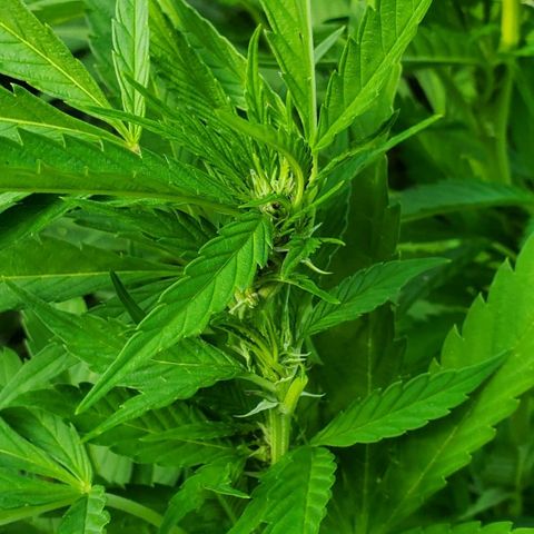 Pineapple Upside Down Cake 🍍 out growlog timeline photo
