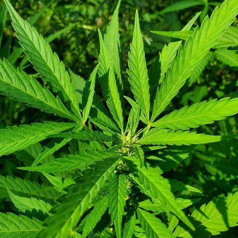 Pineapple Upside Down Cake 🍍 out growlog timeline photo