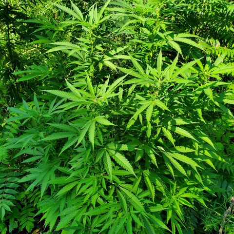 Pineapple Upside Down Cake 🍍 out growlog timeline photo