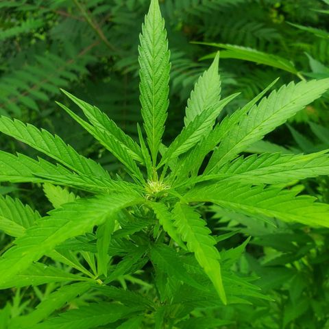 Pineapple Upside Down Cake 🍍 out growlog timeline photo