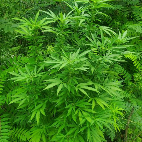 Pineapple Upside Down Cake 🍍 out growlog timeline photo