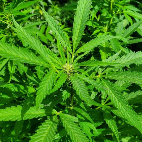 Pineapple Upside Down Cake 🍍 out growlog timeline photo