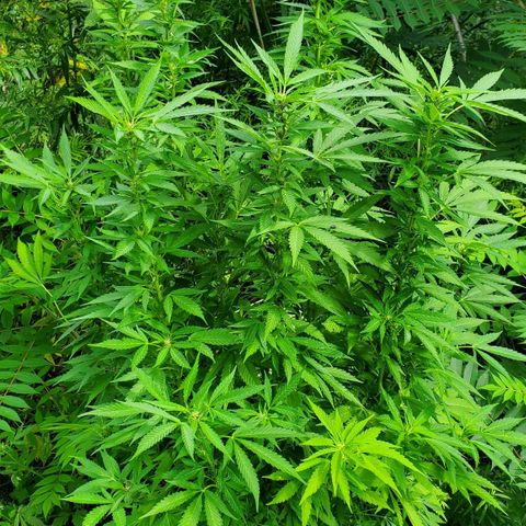 Pineapple Upside Down Cake 🍍 out growlog timeline photo