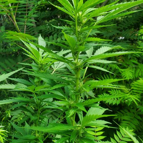 Pineapple Upside Down Cake 🍍 out growlog timeline photo