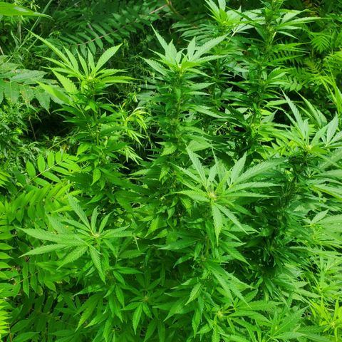 Pineapple Upside Down Cake 🍍 out growlog timeline photo