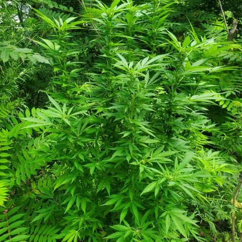 Pineapple Upside Down Cake 🍍 out growlog timeline photo