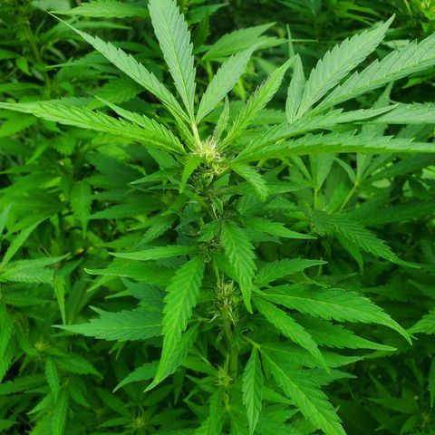 Pineapple Upside Down Cake 🍍 out growlog timeline photo