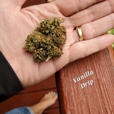 Vanilla Drip 1🍦 [6/24] growlog timeline photo