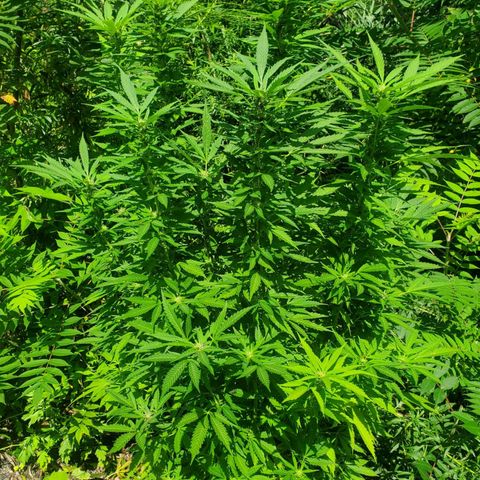 Pineapple Upside Down Cake 🍍 out growlog timeline photo