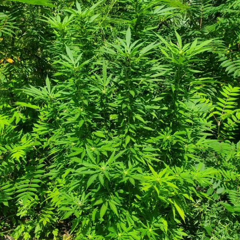 Pineapple Upside Down Cake 🍍 out growlog timeline photo