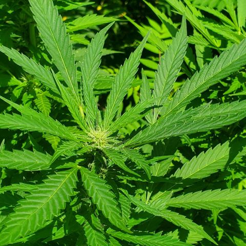Pineapple Upside Down Cake 🍍 out growlog timeline photo