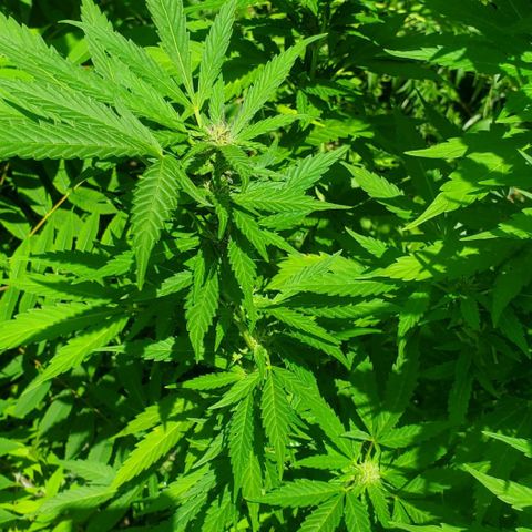 Pineapple Upside Down Cake 🍍 out growlog timeline photo