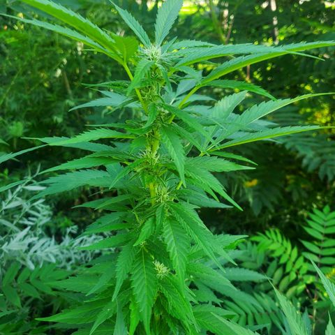 Pineapple Upside Down Cake 🍍 out growlog timeline photo