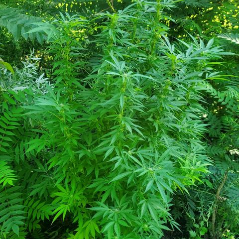 Pineapple Upside Down Cake 🍍 out growlog timeline photo