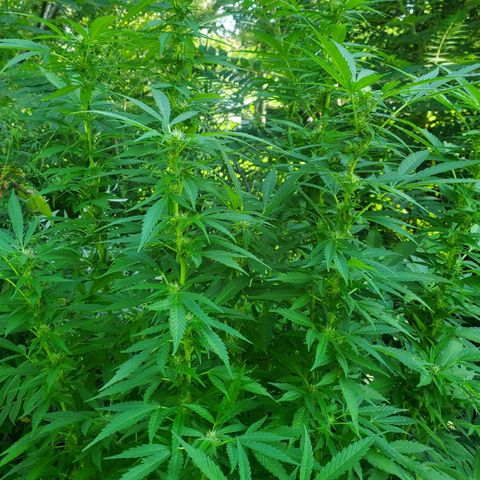 Pineapple Upside Down Cake 🍍 out growlog timeline photo