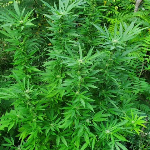 Pineapple Upside Down Cake 🍍 out growlog timeline photo