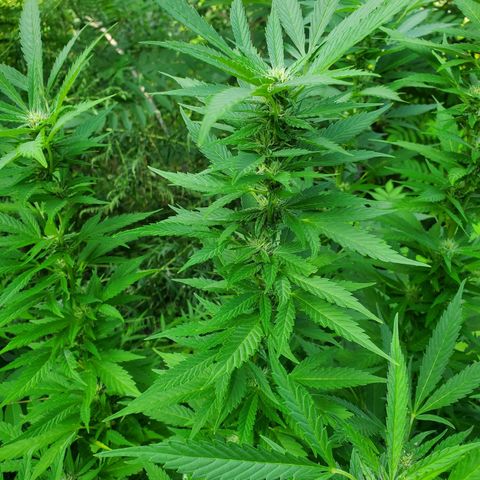Pineapple Upside Down Cake 🍍 out growlog timeline photo