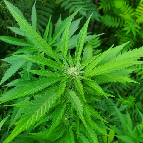 Pineapple Upside Down Cake 🍍 out growlog timeline photo