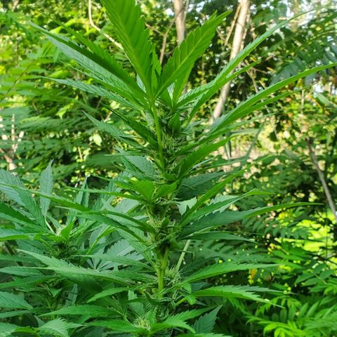 Pineapple Upside Down Cake 🍍 out growlog timeline photo