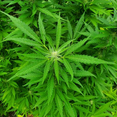 Pineapple Upside Down Cake 🍍 out growlog timeline photo