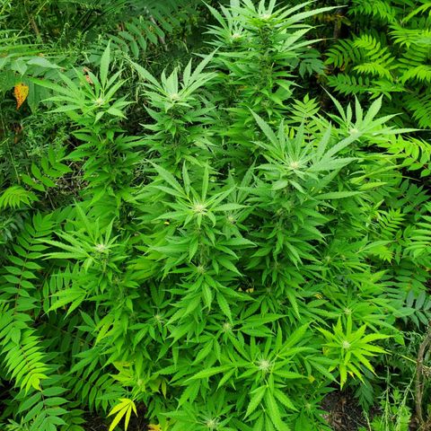 Pineapple Upside Down Cake 🍍 out growlog timeline photo
