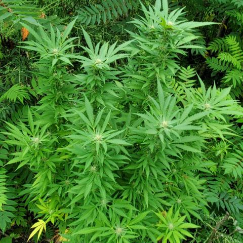Pineapple Upside Down Cake 🍍 out growlog timeline photo