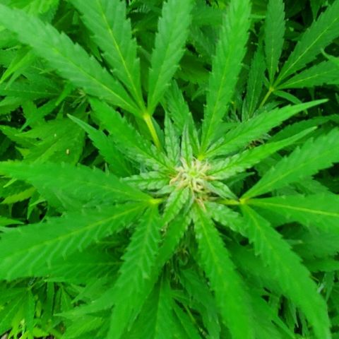 Pineapple Upside Down Cake 🍍 out growlog timeline photo