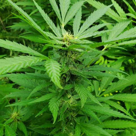 Pineapple Upside Down Cake 🍍 out growlog timeline photo