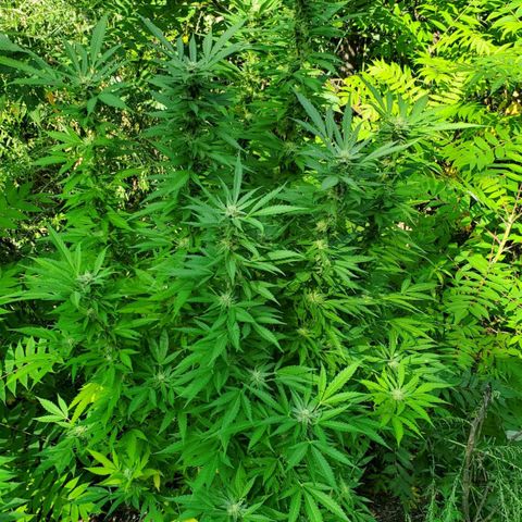 Pineapple Upside Down Cake 🍍 out growlog timeline photo