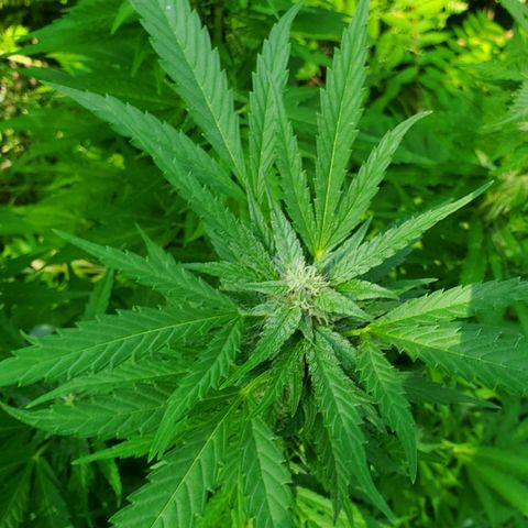 Pineapple Upside Down Cake 🍍 out growlog timeline photo