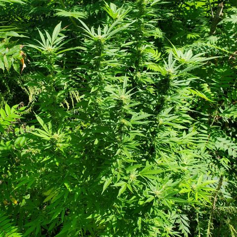 Pineapple Upside Down Cake 🍍 out growlog timeline photo