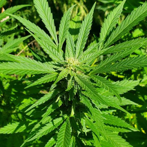 Pineapple Upside Down Cake 🍍 out growlog timeline photo