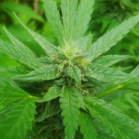 Pineapple Upside Down Cake 🍍 out growlog timeline photo