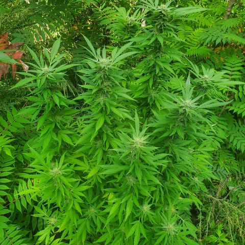 Pineapple Upside Down Cake 🍍 out growlog timeline photo