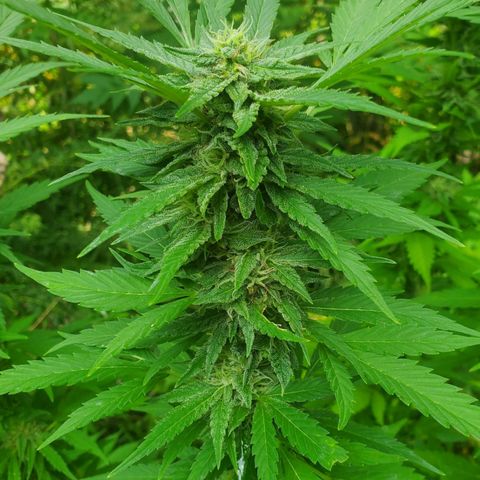 Pineapple Upside Down Cake 🍍 out growlog timeline photo